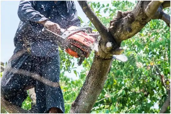 tree services Cleburne